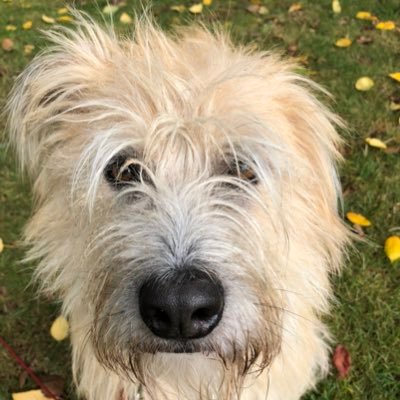 TheDogFinley's profile picture. 