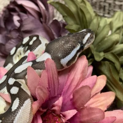 pampho8823's profile picture. 🐍趣味でボールパイソン繁殖しています🐍ボールと旦那氏(@annitha8823)との爬虫類Life🐍