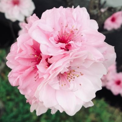 gumugumix's profile picture. お知らせすることがないので特に発信しませんが、情報収集、お花、猫、政治、あとなんだろう