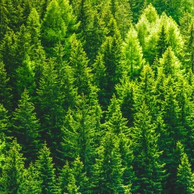 baldmole1's profile picture. 