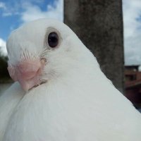 khaled zaroune (@amirzaroune) 's Twitter Profile