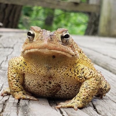 LILADSn's profile picture. rb