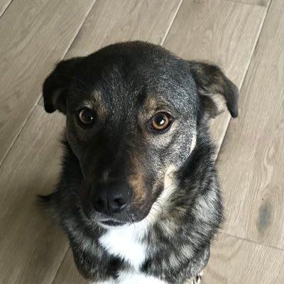 Kage_Musha79's profile picture. 