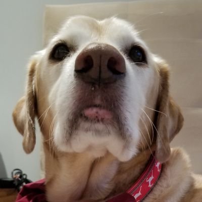 aerochic's profile picture. 