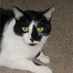 IsistheCat (@isisthecat47) Twitter profile photo