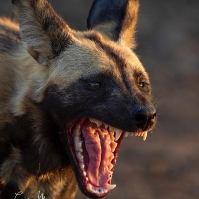 bingagoodboy's profile picture. MAGA