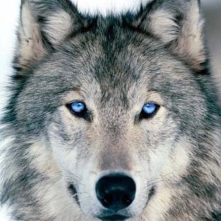 Ismael57628363's profile picture. Amor omnia vincit.