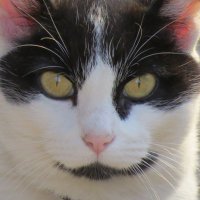 Myrtle, Garden Center Cat(@MyrtleAtWork) 's Twitter Profile Photo