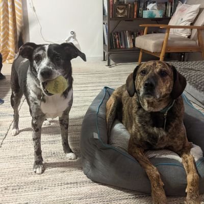 DoggoUnion's profile picture. abortion is healthcare