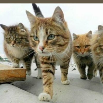 Eneru0926's profile picture. 16の頃八王子麻雀bフリー(後のウェルカム)でデビューし、ウェルカム15年、その後麻雀ZOOへ10年、出会ったお客さん(会話を交わした)は軽く20万人以上‼️今はルールスターズでノーレート麻雀オフ会の運営をさせて頂いています！麻雀の事なら何でもっ私まで！うちのお店、卓空いてるから使う～？みたいなご相談受付中😃