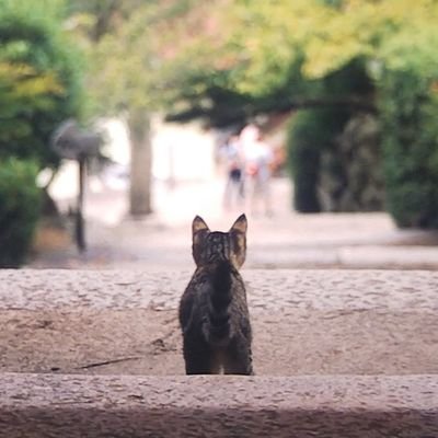 古い町並みや集落を歩きながら懐かしい風景を撮っています。レトロサブアカはこちら→ @minas215 【minasのレトロ集め】