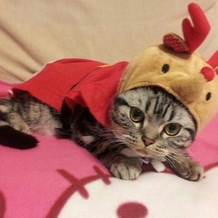 にゃんこチャンネル Pcfferk1e65fvqz Twitter にゃんこチャンネル Pcfferk1e65fvqz Twitter