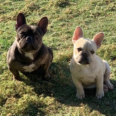 American kennels with French Bulldog and more