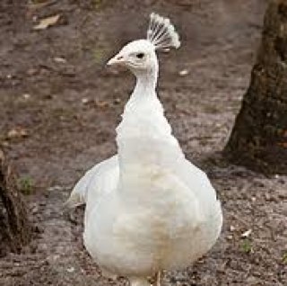 PeacockNYC's profile picture. I am not a Peacock. I am a PeaFOWL