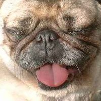 pugpugekochan (@pugpugekochan) 's Twitter Profile Photo pugpugekochan (@pugpugekochan) 's Twitter Profile Photo