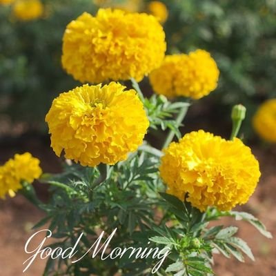 rajeshmishra746's profile picture. 