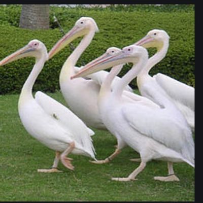 quliring's profile picture. 足の小指のトレーニング🦶