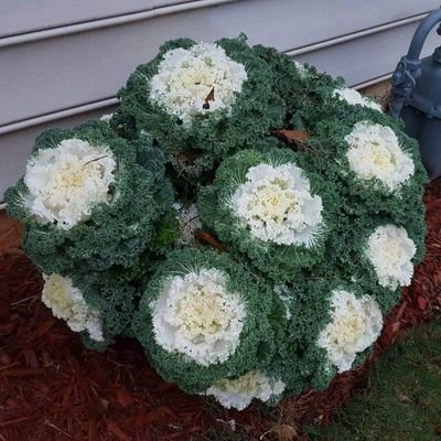 RecruiterQuan's profile picture. Sr. Talent Acquisition Partner, Legrand