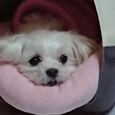1223_ume's profile picture. 