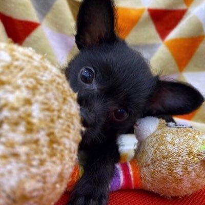 フォローバックに時間掛かりますので少々お待ち下さい。 名前は井上coco♀です🐶 無言リツイート歓迎です✨笑