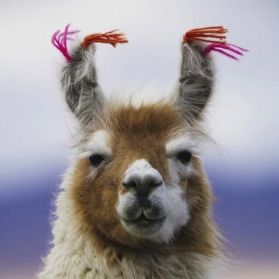 Just a llama with bad jokes