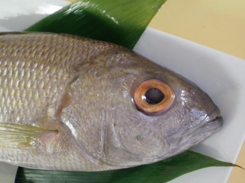 theyogichefd2's profile picture. 