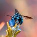 Beeologist (@adilibugingo) Twitter profile photo Beeologist (@adilibugingo) Twitter profile photo
