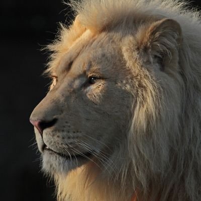 KXauvi's profile picture. 