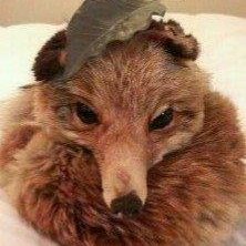 きつねのきーちゃん Kitsune Twitter きつねのきーちゃん Kitsune Twitter
