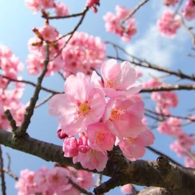 teJZP083FzZx9iB's profile picture. 