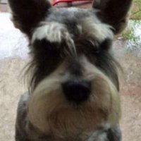 Daisuke (@dadada1daisuke1) 's Twitter Profile
