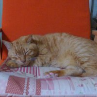 ちゃちゃ丸🐱🟠 (@smile_charpop09) 's Twitter Profile