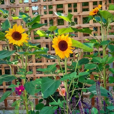 Cheevilone2's profile picture. The answer is usually somewhere in the middle.