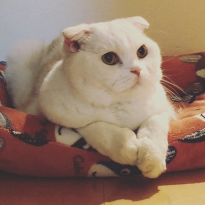 otome0103's profile picture. 🇯🇵 皇統は男系男子支持 🇯🇵旧宮家皇籍復帰へ 🌸グローバリズム反対!! 選択制夫婦別姓反対👊フェミ＆似非保守は大嫌い。大阪都構想反対！ 無言フォロー失礼します。