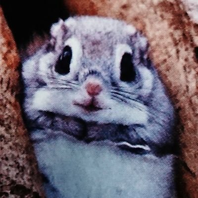 2020j01go's profile picture. 左派の思考に違和感を感じ、自ら学び始めてから数年。日本の稀有な素晴らしさに目覚め、日本人として生まれてきた幸せを感じています。しかし、日本の伝統と国体維持の危うさに気づき、参政党を希望の砦と激推しています。また、美しいもの、可愛いもの、面白いものにも反応するモモンガです