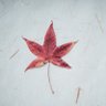 gillgold's profile picture. 只のヲタクですが、それなりに日本を思ってみたりしています。