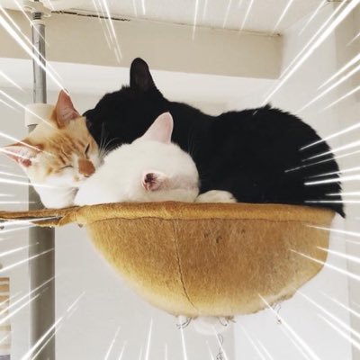 tami_national's profile picture. マイアミお世話になっております。12年前に大洗に移住しました。ノリと勢いのエンジニア。ほぼネッコと食べ物人形改造コンテストとガルパン。