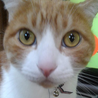 neconec32362240's profile picture. 