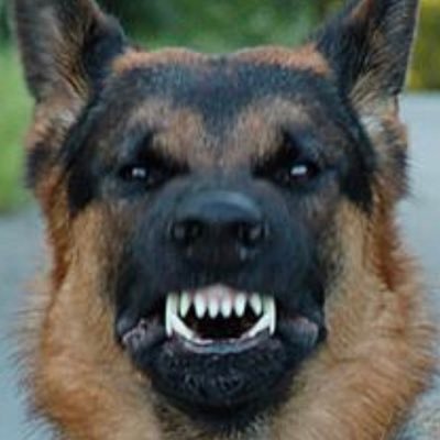 airedelapaz's profile picture. Digging for truth not talking points. #MAGA #MAHA