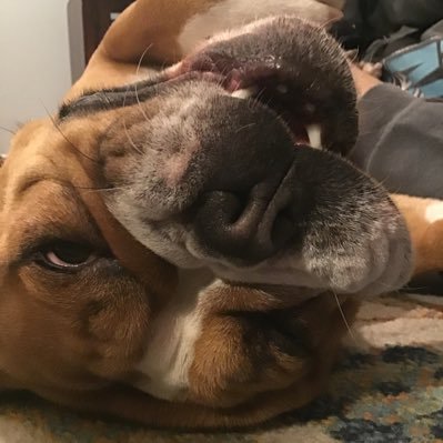 I’m an English Bulldog from Puerto Rico that now lives in NH. I like eating, sleeping and trying to stay warm. I love my people and my dog and cat brothers too