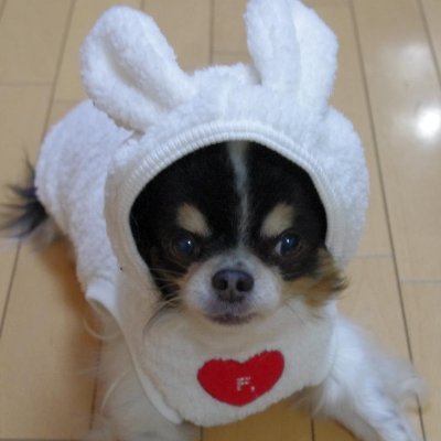 伊藤真美 Ito Mami Twitter 伊藤真美 Ito Mami Twitter