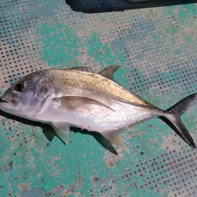 愛媛県在住の釣り好きです😋🐟 息子も好きでよく親子釣りしてます✨釣果はいまいちやけど楽しくやってます😁 釣り好きさん‼️よろしく😃✌️
