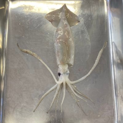 折澤さんのプロフィール画像