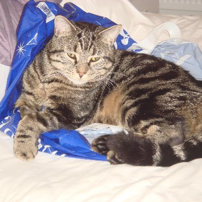 ninapearson01's profile picture. 