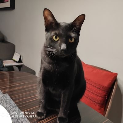 nimaimori's profile picture. 早期リタイア後に、海外移住。のんびり暮らしていたところ、コロナ騒動で生活が一変してしまう。一刻も早い茶番の終了のためできることを。免疫を上げることが肝心。インドア中心のため、長期のロックダウンも耐えられる。非常事態につき、趣味系のことを呟く気にはなれない。ゴルフ、テニス、映画、落語、サッカー観戦。世界中の温泉に入りたい