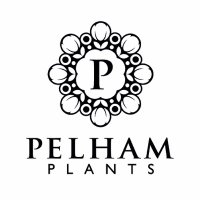 🌱PelhamPlants🌱 (@pelhamplants) 's Twitter Profile Photo 🌱PelhamPlants🌱 (@pelhamplants) 's Twitter Profile Photo
