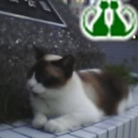 とこちんtoma 😸🐍 (@tocochin73) Twitter profile photo