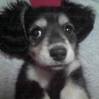 くっくるん (@kukkiring) 's Twitter Profile