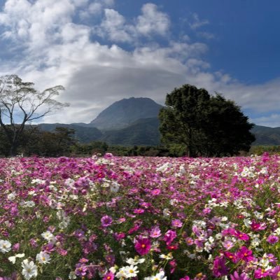 hiro93563861's profile picture. 常陸の国の生まれ。摂津の国の育ち、筑前の国の住人、一族は古代　菟狭族の建てた木（鬼）国の出。 興味関心:歴史（古代）、日本の自然、風景、食文化、脂鰭のある魚