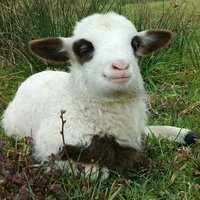 Düzce kurbanlık ve adaklık (@ibrahim0774469) 's Twitter Profile